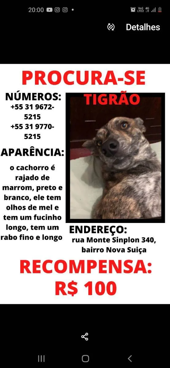 Cachorro ra a Vira lata idade 4 anos nome Tigrão