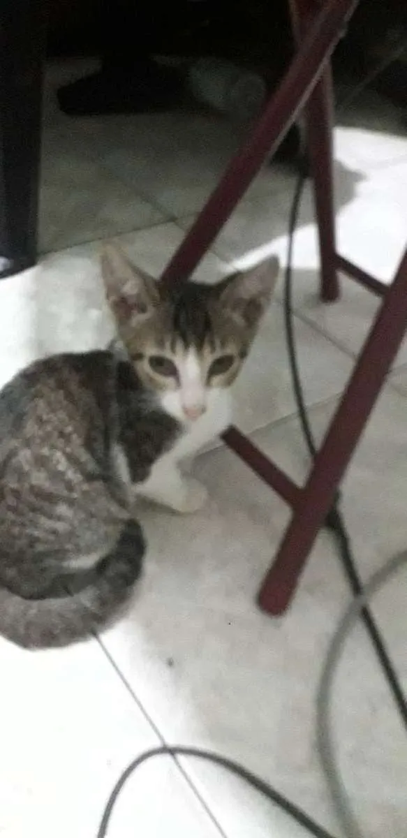 Gato ra a SRD idade 2 a 6 meses nome MIGUEL/SOFIA