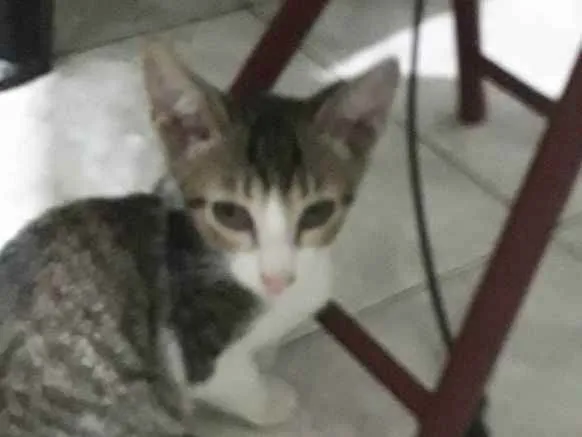 Gato ra a SRD idade 2 a 6 meses nome MIGUEL/SOFIA