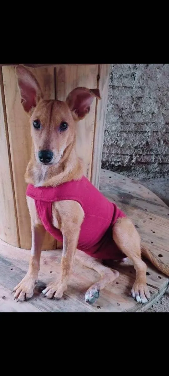 Cachorro ra a Viralata idade 7 a 11 meses nome Pepinha