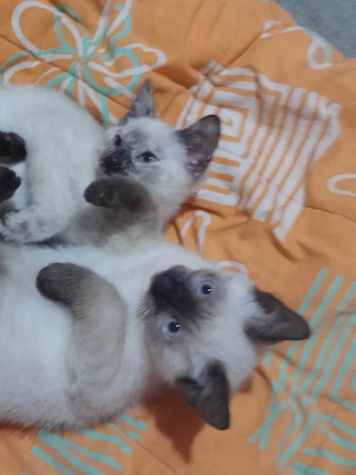 Gato ra a Srd idade 2 a 6 meses nome Eduardo e Mônica 