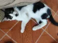Polka
