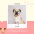 Lilo