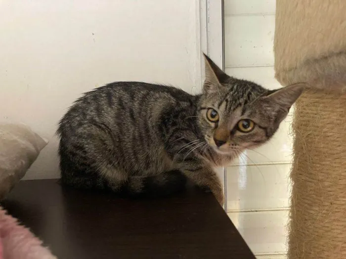 Gato ra a SRD idade 2 a 6 meses nome Manuelita