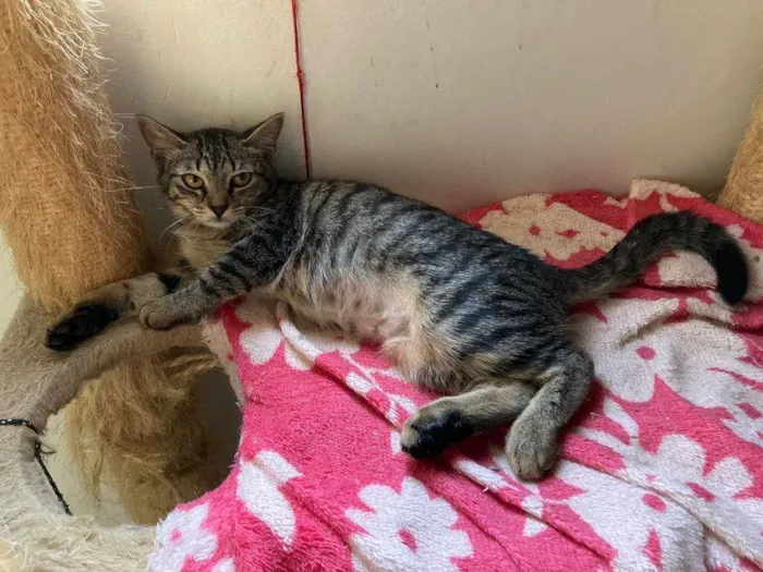 Gato ra a SRD idade 2 a 6 meses nome Manuelita