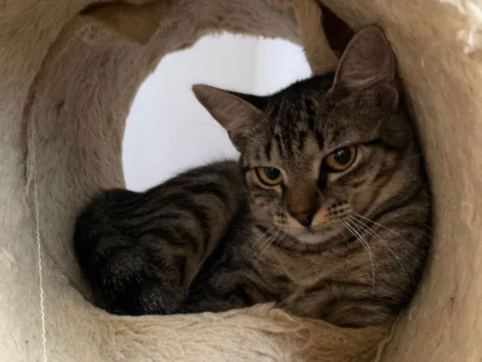 Gato ra a SRD idade 2 a 6 meses nome Manuelita