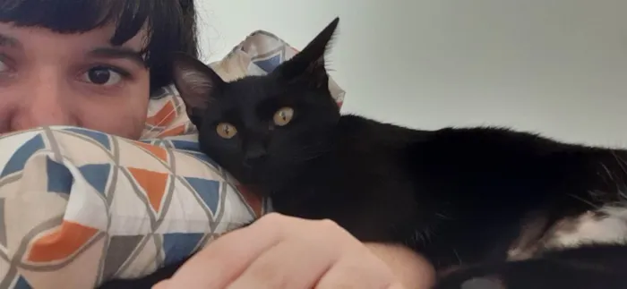 Gato ra a Vira lata idade 2 anos nome Selina