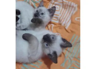 Gato raça Srd idade 2 a 6 meses nome Eduardo e Mônica 