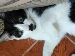 Gato raça SRD idade 2 a 6 meses nome Polka