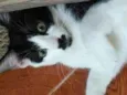 Polka