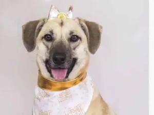 Cachorro raça SRD idade 1 ano nome Lilo