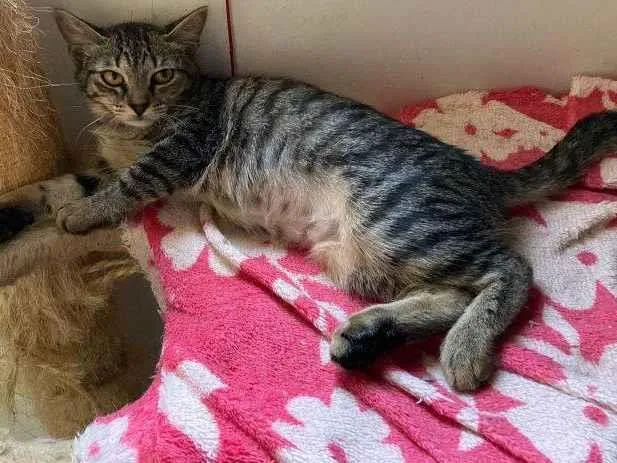 Gato ra a SRD idade 2 a 6 meses nome Manuelita