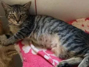 Gato raça SRD idade 2 a 6 meses nome Manuelita