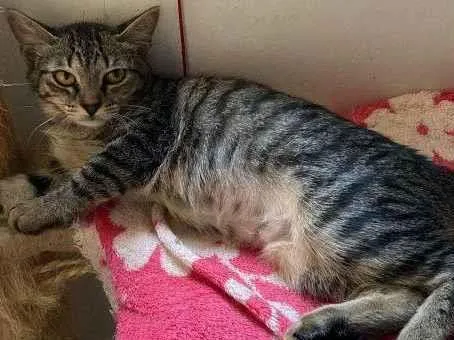 Gato ra a SRD idade 2 a 6 meses nome Manuelita