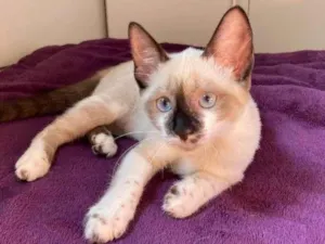Gato raça SRD idade 2 a 6 meses nome Bromélia
