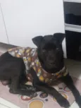 Negao