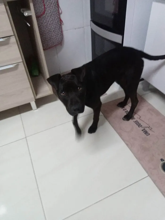 Cachorro raça Pit bull idade 1 ano nome Negao