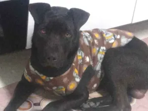 Cachorro raça Pit bull idade 1 ano nome Negao