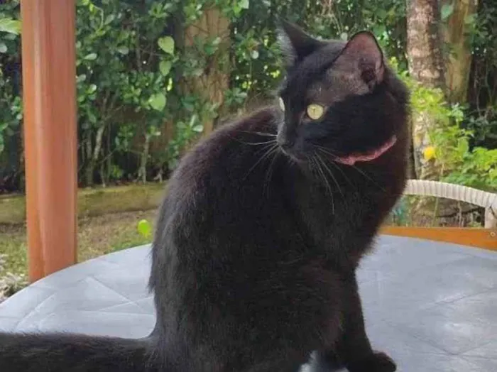 Gato ra a Indefinida idade 1 ano nome Clóvis 