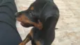Sofi