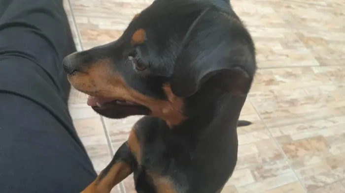 Cachorro ra a Vira lata idade 2 anos nome Sofi
