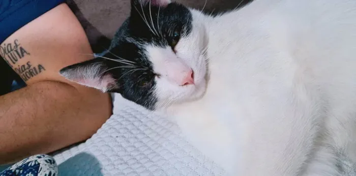 Gato ra a SRD idade 7 a 11 meses nome Eduardo