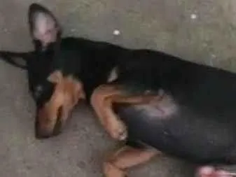 Cachorro ra a Vira lata idade 2 anos nome Sofi