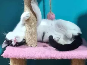 Gato raça SRD idade 7 a 11 meses nome Eduardo
