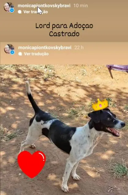 Cachorro ra a SRD idade 1 ano nome SRDs 17