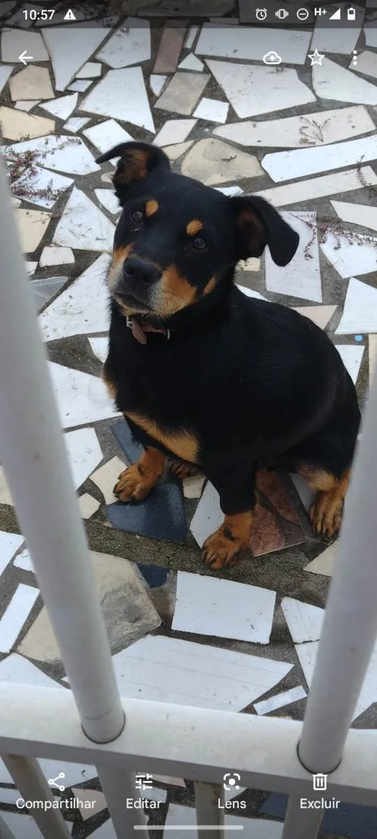 Cachorro ra a Não sei o certo idade 2 a 6 meses nome Tom