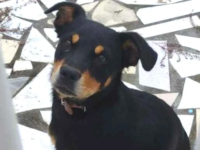 Cachorro ra a Não sei o certo idade 2 a 6 meses nome Tom