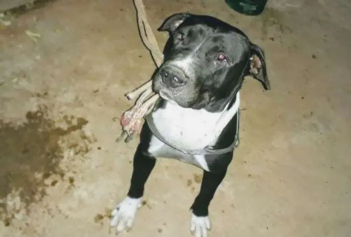 Cachorro ra a Pitbull  idade 2 a 6 meses nome Thor 