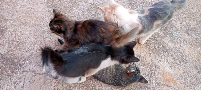 Gato ra a Não sei, mas são lindos  idade 2 a 6 meses nome Gato