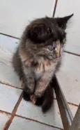 Gato