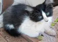Gato