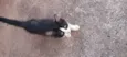 Gato