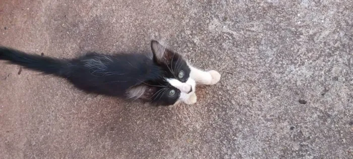 Gato ra a Não sei, mas são lindos  idade 2 a 6 meses nome Gato