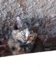Gato