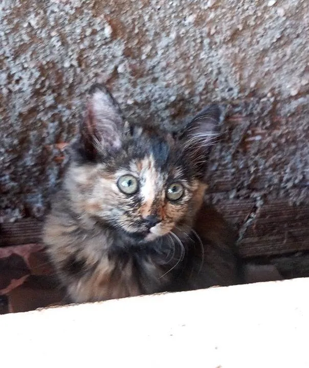 Gato ra a Não sei, mas são lindos  idade 2 a 6 meses nome Gato