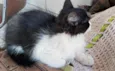Gato