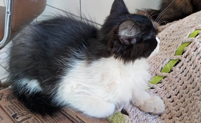 Gato ra a Não sei, mas são lindos  idade 2 a 6 meses nome Gato