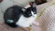 Gato