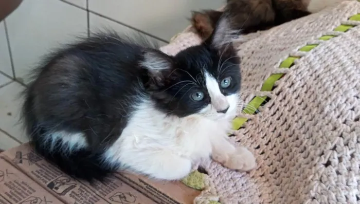 Gato ra a Não sei, mas são lindos  idade 2 a 6 meses nome Gato
