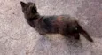 Gato