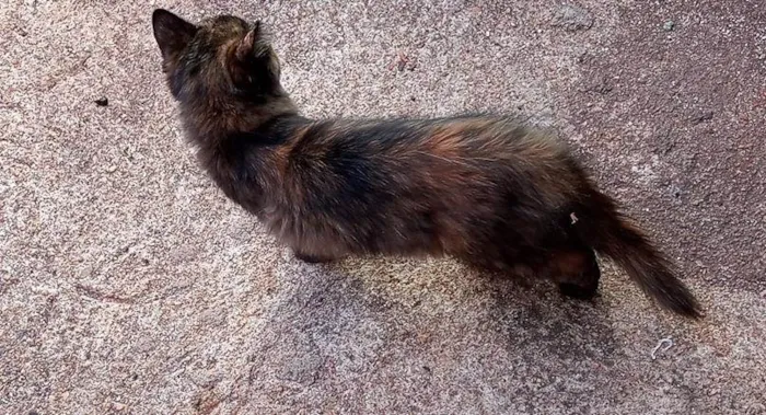 Gato ra a Não sei, mas são lindos  idade 2 a 6 meses nome Gato