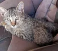 Gato