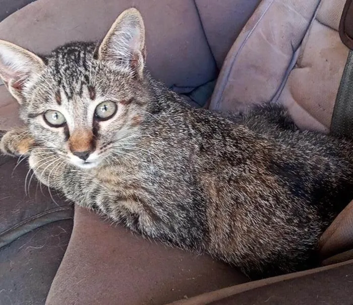 Gato ra a Não sei, mas são lindos  idade 2 a 6 meses nome Gato