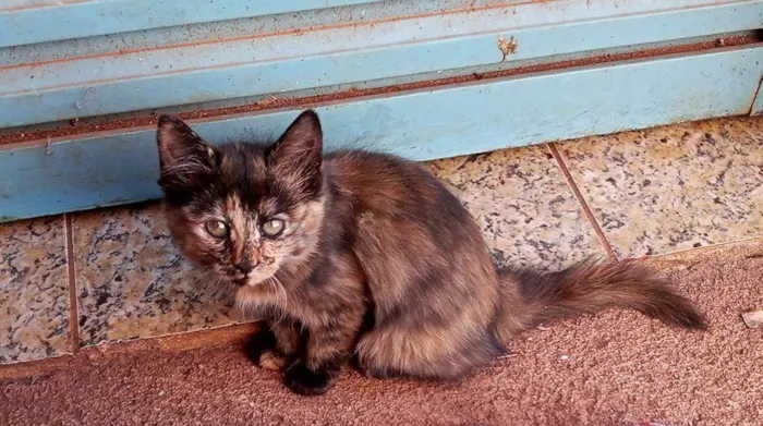 Gato ra a Não sei, mas são lindos  idade 2 a 6 meses nome Gato