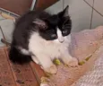 Gato