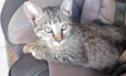 Gato